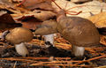 Hygrophorus camarophyllus